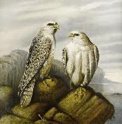 Joseph Wolf, Gyr falcons on a rocky ledge